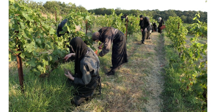 Dans les vignes avec les moniales de Solan : quand la biodiversité façonne le vin